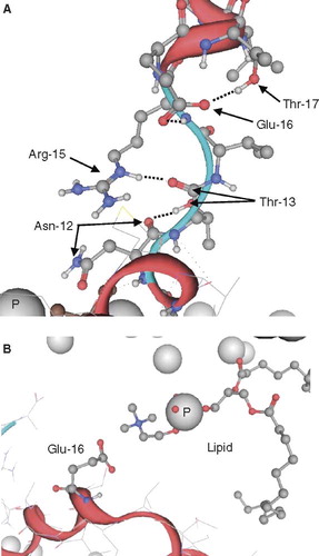 Figure 5. Representative conformations of VP1-N from the MD simulations when fully inserted (A) and fully embedded (B). Peptide backbone is shown in red, the side chains in ball and stick representation. Nitrogen atoms are shown in blue, oxygen atoms in red. The phosphorous atoms of the lipid molecules are represented by grey spheres. Graphics are generated using MOE.