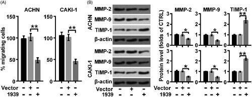 Figure 2. LINC01939 overexpression suppressed migration activity of ACHN and CAKI-1 cells. ACHN and CAKI-1 cells were transfected with the empty vector pcDNA3.1 (Vector) or pcDNA3.1-LINC01939 (1939) as indicated. (A). The migration behaviour was evaluated by wound healing assay. (B). Western blotting assay of migration related proteins matrix metallopeptidase (MMP)-2, MMP-9, and TIMP metallopeptidase inhibitor 1 (TIMP-1) was performed. Quantifications were expressed as means of three independent experiments ± SD. *p < .05 and **p < .01.
