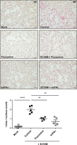 Figure 6. Histological evaluation of SC35M infection rate. Murine lungs were either pre-treated with the solvent DMSO (control), 20 µM fluoxetine (8 h), or with 500 U/mL IFN-α (8 h) prior to infection with 105 PFU/ mL SC35M for 24 h. Representative images of lung tissue sections stained for viral NP. Scatter plot representation of the total area covered by NP-positive cells. Data showing single lungs, with means ± SEM superimposed. Statistically significant differences were detected by Kruskal-Wallis test and Dunn's multiple comparisons test, * p < 0.1, ** p < 0.01, **** p < 0.0001, n = 5 murine lungs/group, scale bar 50 µm.