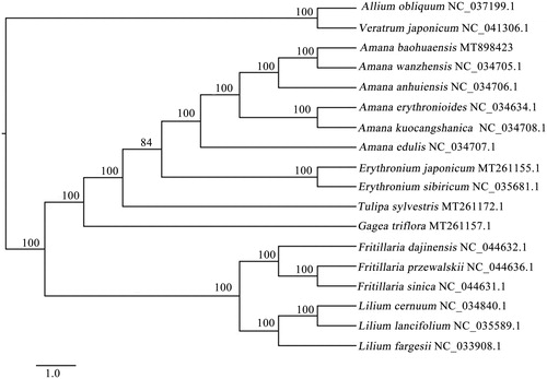 Figure 1. The Maximum Parsimony (MP) phylogenetic tree based on complete chloroplast genomes of 18 species. Numbers above the branches represent MP bootstrap (BS) values.