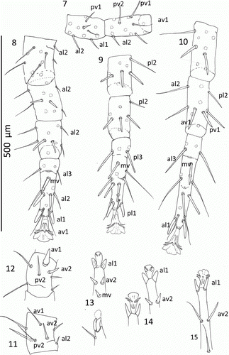 Figures 7–15  Mumulaelaps ammochostos sp. n. Ventral views of legs. 7–11, Female legs. 7, Leg I, genua and tibia. 8, Leg II, genua, tibia and tarsus. 9, Leg III, genua, tibia and tarsus. 10, Leg IV, genua, tibia and tarsus. 11, Femur II, ventral view. 12–15, Male legs. 12, Femur II, ventral view showing stout av1 as sexual dimorphism and as wider setae al1 and pl1 as flattened blunt spines. 13, Leg II. 14, Leg III. 15, Leg IV. Leg setal names follow Evans (Citation1963).
