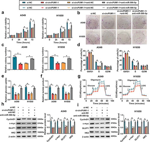 Figure 5. Silencing miR-590-5p reverses the inhibitory effects of si-circPUM1 on NSCLC cell growth and glycolysis. The anti-miR-590-5p or anti-NC was transfected into si-circPUM1-1-expressing A549 and H1650 cells. (a-c) CCK-8 assay and colony formation assay of cell proliferation. (d) Flow cytometry assay of cell cycle. (e, f) Analyses of glucose uptake and lactate production in cells using commercial kits. (g) The glycolysis stress test of ECAR in cells. (h, i) Western blot analysis of CyclinD1, c-myc, GLUT1 and HK2 protein levels in cells. *P < 0.05