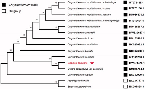 Figure 1. The maximum likelihood (ML) phylogenetic tree was founded on 15 selected complete chloroplast genomes. The bootstrap support values were shown above the branches. The position of Glebionis coronaria was marked with an asterisk and GenBank accession numbers were listed behind each species name.