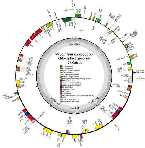 Figure 2. The chloroplast genome map of V. oxycoccos. Genes on the inside of the circle are transcribed in a clockwise direction and genes on the outside of the circle are transcribed in a counter-clockwise direction.