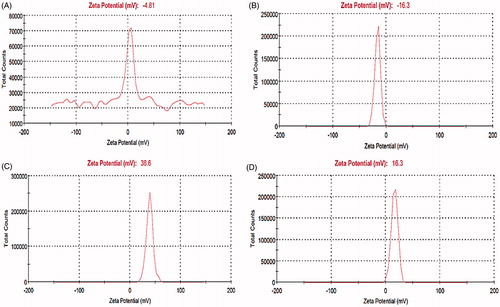 Figure 6. Zeta potential measurements of MNP (A), MNP-CA (B), cationic albumin (C), and cationic albumin-conjugated MNP-CA (D).