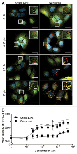 Figure 2. Quinacrine inhibits autophagy more potently than chloroquine. (A) U2OS cells expressing tandem fluorescent LC3 (tfLC3) were treated for 3 h with chloroquine or quinacrine at the concentrations indicated, fixed, and imaged at 60× magnification. Green: GFP-LC3; Red: RFP-LC3, Blue: Hoechst (nuclei). Scale bars: 20 μm. Insets are 2× magnifications of boxed regions (scale bars: 5 μm). (B) Mean intensity of RFP-LC3-positive puncta was quantified using image analysis software following treatment with chloroquine (filled circles) or quinacrine (open circles) at the indicated concentrations (n ≥ 50 cells per condition). Error bars indicate standard deviation. Student 2-tailed t test: *P < 0.05; **P < 0.01; ***P < 0.001.