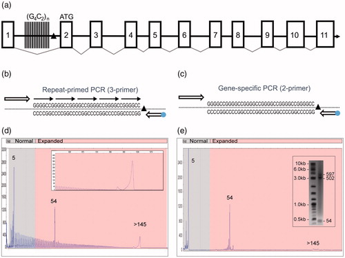 Figure 1 A novel PCR technology for the amplification of the hexanucleotide G4C2 repeat element in the C9orf72 gene. (a) Schematic representation of the C9orf72 gene structure showing the predicted 11 exons (boxes), the location of the intronic hexanucleotide repeat expansion (vertical lines) and the 3′-SV region (black triangle). (b) Schematics of the 3-primer GS/RP-PCR design (dot—FAM fluorophore) and (c) 2-primer GS-PCR design. (d) A representative 3-primer GS/RP-PCR/CE profile for an expanded Coriell sample (ND10206) that overlays GS peaks (a normal allele at five repeats, an expanded allele at 54 repeats) with a hyper-expanded RP-PCR profile and corresponding pile-up peak (inset, >145 repeats). (e) Matching 2-primer GS-PCR products for sample ND10206 resolved on CE and AGE (inset) shows the two alleles (sized at five and 54 repeats). The hyper-expanded pile-up peak is resolved in the gel image as a 502 and a 597 repeat.
