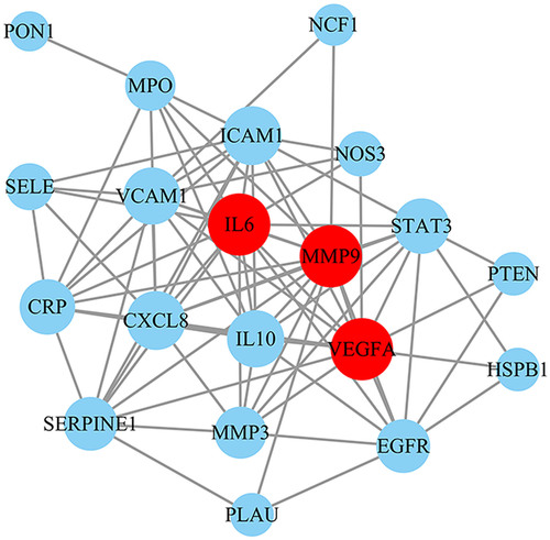 Figure 5. Protein–protein interaction network.