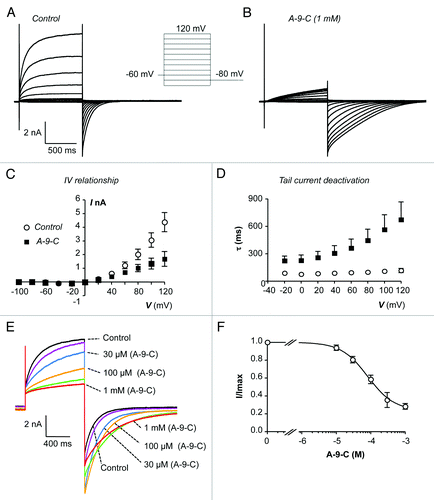 Figure 1. (A and B) Representative current traces, obtained using the protocol illustrated in the inset of (A), before and during the presence of A-9-C (1 mM). (C) Summary current-voltage (I-V) relationship of TMEM16A currents before (open circles) and during (filled squares) exposure to A-9-C (1 mM). (D) Plot of mean time constant (τ) of TMEM16A tail current deactivation against prior test pulse potential (control, open circles and A-9-C, filled squares). (E) TMEM16A currents evoked by a step from -80 to +80 mV in the presence of 10 (purple), 30 (blue), 100 (orange), 300 (green) and 1000 (red) µM A-9-C. (F) Summary concentration effect curve for effect of A-9-C on TMEM16A currents. Data were fit with the Hill-Langmuir equation.