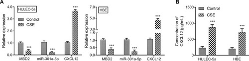 Figure 2 The effects of CSE on MBD2, miR-301a-5p, CXCL12, and CXCR4 expression in vitro. HULEC-5a or HBE cells were treated with CSE. The levels of MBD2, miR-301a-5p, and CXCL12 expression in (A) HULEC-5a and (B) HBE cells were measured by the qRT-PCR. The extracellular CXCL12 concentration in medium was determined by ELISA Data are expressed as the mean ± SD. *** P < 0.001, compared with control.