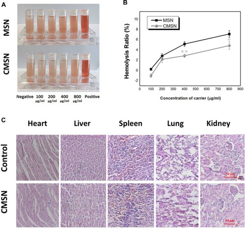 Figure 7 (A) Hemolytic photographs of silica carriers; (B) hemolysis ratios of silica carriers; (C) effect of CMSN on the main organs of rats. *P < 0.05, **P < 0.01 compared to MSN.