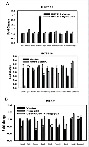 Figure 6. COP1 overexpression leads to upregulation of p27-mediated suppressed genes. (A, B) COP1 regulated the genes that are suppressed through p27 mediation. COP1-overexpression or COP1 knockdown on gene expression of p27 target genes are shown. mRNA levels of the indicated p27 target genes were determined by quantitative reverse transcriptase PCR. (C) COP1 antagonized the suppressive impact of p27 on the expression of several targeted genes.