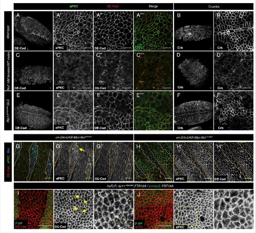 Figure 3. Maintenance of apical polarity is compromised in nuf mutants. Embryos stained for aPKC (white in A′, C′ and E′ and green in A″′, C″′ and E″′) and DE-Cad (white in A, A,″ C, C,″ E and E″ and red in A″′, C″′ and E″′) or Crumbs (B, D, F) at stage 11 of development in wild-type (A, B), or embryos derived from nufCitation1 females (C, D) or Rip11KG02485 (E, F) lacking maternal contribution (the embryos proceeded from hsFLP, ovoD1-18, FRTG19/ rip11KG0248, FRT19A females, which were heat shocked on second instar larval to induce germ line clones and were mated to Oregon R males). aPKC is completely lost from the membrane of nuf embryos while DE-Cad can still be detected in a few spots and Crb is at lower levels in the membrane. In Rip11 mutant embryos polarity is affected to a lesser extent. (G–H) en-G4 driven overexpression of an aPKC′s non-phosphorylatable Nuf variant fused to Myc (blue in G) or a Nuf phospho-mimetic variant (H) stained against aPKC (green in G and H and white in G′ and H′) and DE-Cad (red in G and H and white in G″ and H″). Only the non-phosphorylatable version enhances the level of aPKC in the membrane (yellow arrow) but does not affect DE-Cad levels. (I–J) Imaginal discs containing clones of Rip11KG02485 marked by the absence of β-Gal (green). DE-Cad pattern (red in I) is partially disrupted in the mutant cells (arrows in I′ and asterisks in I″), while aPKC (red in J) is unaffected (J′–J″). I″ and J″ are close-ups of the yellow dashed line boxes in I′ and J′ respectively. Scale bars 10 µm.