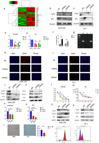 Figure 3. TCF3 regulates the expression of cancer stem markers CD44 and CD133 by transcriptionally regulating ID1. a. RNA-seq results show significantly upregulated and downregulated gene signatures. b-c. In KYSE-150 and TE-1, with the knockdown of TCF3 the protein expression level of ID1 is subsequently reduced. d-e. In KYSE-150 and TE-1, with the knockdown of TCF3, the mRNA expression of ID1 is subsequently reduced. f-g. CHIP and Dual luciferase reporter assay suggested TCF3 could transcriptionally regulate ID1.h-i. With knockdown of TCF3 in KYSE-150 and TE-1 CD44, fluorescence intensity decreased. J-K. The protein expression of CD44 and CD133 was reduced with the knockdown of TCF3 in KYSE-150 and TE-1. l -m. With the knockdown of TCF3 in KYSE-150 and TE-1 knockdown increased sensitivity to the chemotherapeutic drug cisplatin. n-o. mRNA expression of ID1 was reduced in KYSE-150 and TE-1 after siRNA knockdown. p-q. The protein expression level of CD44 and CD133 was subsequently reduced in KYSE-150 and TE-1 when ID1 was knocked down. I. KYSE-150 has a significant decrease in the sphere formation efficiency after si-TCF3 was transfected. s. with knockdown of TCF3, CD44+ ESCC cells number were decreased.