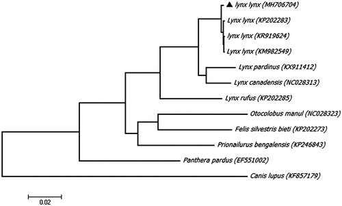 Figure 1. Maximunm likelihood (ML) phylogenetic tree of Eurasian lynx (Lynx lynx) and the other 11 sequences from the order Carnivora with a sequence of grey wolf (Canis lupus) as an outgroup. Number at each node indicates the bootstrap support values. GenBank accession numbers are given in the brackets after the species name. The sequence characterized in this study is annotated with a black triangle symbol.