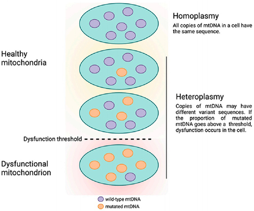 Figure 4 Heteroplasmy and the threshold effect.