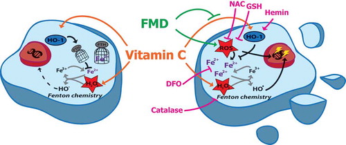 Figure 1. FMD sensitizes KRAS-mutant cancer cells to vitamin C. In nutrient-rich condition (left), vitamin C’s toxicity to cancer cells is mostly blocked by the up-regulation of heme-oxygenase-1 (HO-1), which decreases free reactive iron pool (Fe2+) by inducing ferritin (FTH) expression. Fasting-mimicking diet (FMD) reverts the vitamin C mediated HO-1 up-regulation (right), thus increasing the reactive iron pool (Fe2+) and, together with FMD-induced reactive oxygen species (ROS) production, boosts pro-oxidant reactions and Fenton chemistry causing DNA damage (yellow bolts) and cell death. The FMD effect is reversed by treatment with antioxidants such as glutathione (GSH) and N-acetyl cysteine (NAC), HO-1 activator hemin, iron chelator desferrioxamine (DFO) and H2O2 scavenger catalase.
