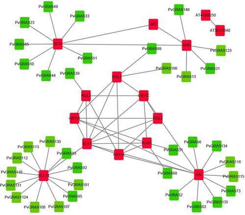 Figure 10. Functional interaction networks of PvGRAS proteins in switchgrass according to orthologs in Arabidopsis. Red: GRAS proteins from Arabidopsis, green: GRAS proteins from switchgrass. The lines between red block represented that they could interaction with each other, the lines between red and green block represented the homologous relationship