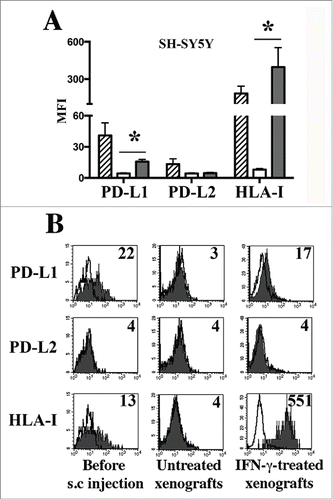 Figure 3. PD-L1 expression in human NB xenografts. Panel A: Cytofluorimetric analysis of PD-L1, PD-L2 and HLA-I expression in the SH-SY5Y cell line just before subcutaneous (s.c.) injection in animals (stripped bars), and in xenografts derived from untreated (white bars) or IFNγ-treated mice (gray bars). Mean of MFI, 95% confidence intervals and significance are indicated. *p < 0 .05. Panel B: Representative cytofluorimetric analysis of PD-L1, PD-L2 and HLA-I in the SH-SY5Y cells before s.c. injection, in untreated or IFNγ-treated xenografts. White profiles refer to cells incubated with isotype-matched controls. Values inside each histogram indicate the MFI.