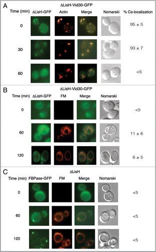 Figure 9 The ΔLisH mutant protein and FBPase accumulate in punctate structures in response to glucose. (A) ΔLisH-Vid30-GFP was expressed in yeast cells that were starved and re-fed with glucose for the indicated time points. The distribution of ΔLisH-Vid30-GFP and actin patches was determined by fluorescence microscopy. (B) The distribution of ΔLisH-Vid30-GFP and FM was examined. (C) FBPase-GFP was expressed in the ΔLisH mutant strain that was starved and re-fed with glucose. FBPase-GFP and FM was visualized by fluorescence microscopy.