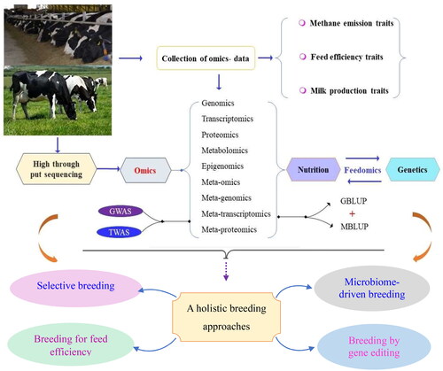 Figure 2. Brief overview of integrating omics data collection and selection with genomic best linear unbased prediction (GBLUP) and microbiome best linear unbiased prediction (MBLUP) methods, and holistic breeding strategies to achieve optimal genetic progress for low methane emission in dairy cattle.