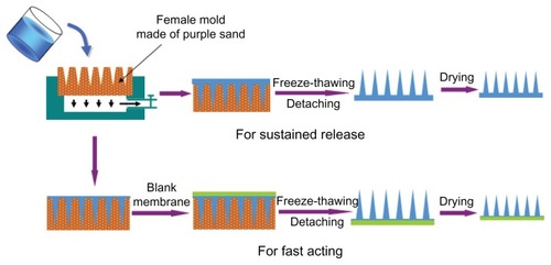 Figure 1 Full view of fabrication process of polymer microneedle patch. The patch was fabricated by casting polymer solution in mold, cross-linking to form needles through freeze-thawing, detaching, and drying.