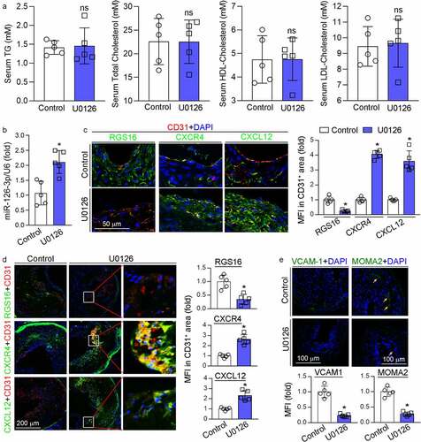 Figure 4. MEK1/2 inhibition facilitates endothelium repair in vivo. (a-c, e) carotid artery samples collected from mice in Figure 1 were used for the following assays: serum TG, total cholesterol, LDL-cholesterol and HDL-cholesterol levels (a) were determined by kits. *P < 0.05 (n = 5); miR-126-3p levels in carotid artery (b) were determined by qRT-PCR. *P < 0.05 (n = 5); expression of RGS16, CXCR4, CXCL12, CD31, VCAM-1 and MOMA2 was determined by immunofluorescent staining (c, e). RGS16, CXCR4, CXCL12 MFI in CD31-positive area were quantitative analyzed (right panel, C); MFI of VCAM-1 and MOMA2 were quantified respectively. *P < 0.05 (n = 5). (d) apoE−/− mice (5/group) were fed high-fat diet (HFD) or HFD containing U0126 (3 mg/kg) for 16 weeks. Expression of RGS16, CXCR4, CXCL12, CD31 in aortic root were determined by immunofluorescent staining and quantitatively analyzed of double-positive area. *P < 0.05 (n = 5).