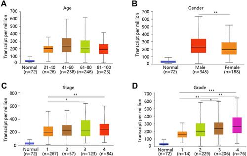 Figure 2 The relation between LAPTM5 mRNA expression and clinicopathological characteristics in UALCAN. (A) Age. (B) Gender. (C) Stage. (D) Grade. *P < 0.05, **P < 0.01, ***P < 0.001.