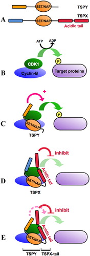 Figure 1.  Diagrammatic illustration of TSPY and TSPX domains and effects on cyclin B1-CDK1 kinase activities. (A) TSPY and TSPX proteins share significant similarity at their SET/NAP (NAP) domain, but diverge at flanking sequences, particularly at their carboxyl termini. TSPX harbors an acidic tail, which is absent in TSPY. (B) Cyclin B-CDK1 complex phosphorylates target proteins in an energy dependent manner involving ATP. (C) TSPY interacts with cyclin B and enhances while (D) TSPX also interacts with cyclin B but inhibits the cyclin B-CDK1 kinase activities. (E) Conjugating the acidic domain of TSPX to the carboxyl terminus of TSPY renders the recombinant protein to be inhibitory in the same cyclin B-CDK1 kinase assay, suggesting that the TSPX acidic domain is responsible for its repression on cyclin B-CDK1 kinase activities [Li and Lau Citation2008].