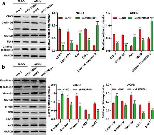 Figure 6. PIK3R6 silencing modulated growth and metastasis indicators in CCRCC cells. 786–O and ACHN cells were transfected with si-PIK3R6#1 or si–NC for 48 h. (a) The protein levels of CDK4, cyclin D1, Bax, Bcl-2 and cleaved caspase-3 were detected in transfected 786–O and ACHN cells. (b) The protein levels of E-cadherin, N-cadherin, Vimentin, p–PI3K, PI3K, p–AKT and AKT were detected in transfected 786–O and ACHN cells. The data were shown as the mean ± SD. *p < .05, **p < .01, ***p < .001, compared with si-NC.