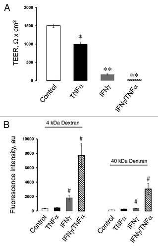 Figure 1. Proinflammatory cytokines increase permeability of human pancreatic epithelial cell monolayers. Confluent HPAF-II cell monolayers were exposed for 48 h to either vehicle, TNFα (10 ng/ml), IFNγ (50 ng/ml) or a combination of these two cytokines. Integrity of the epithelial barrier was evaluated by measuring transepithelial electrical resistance (TEER) and fluorescent dextran fluxes. Permeability assays show significant decrease in TEER in all cytokine-treated groups (A) and enhancement of dextran fluxes in IFNγ and IFNγ/TNFα exposed cells (B). Data are presented as mean ± SE (n = 3); #p < 0.05 *p < 0.01; **p < 0.001compared to control cells.