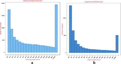 Figure 1. Length distribution of transcripts (a) and unigenes (b) of I. rubescens.