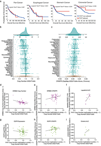 Figure 7. (a) FHIT alterations do not impact overall survival. Representation of overall survival of patients with (red line) or without (blue line) alterations in FHIT. (b) FHIT copy number status in cancer cell lines. Each dot represents a cell line. Cell lines grouped by cell line tissue of origin. Data from genomic characterization data from the CCLE project. Area chart (top) summarizes all data. (c) CRISPR DepMap score for FHIT in cancer cell lines. Cell lines grouped by tissue of origin. Data from perturbation effect from the DepMap 22Q2 public chronos project. Area chart (top) summarizes all data. (d) Scatter plot showing ERBB2 copy number in the Y-axis and FHIT copy number in the X-axis. Each dot represents a colorectal adenocarcinoma cell line. Data from 22Q2 Public+Score (chronos) extracted from DepMap. (e) Scatter plot showing ERBB2 gene effect from DepMap 22Q2 Public+Score (chronos) in the Y-axis and FHIT copy number in the X-axis. Each dot represents a colorectal adenocarcinoma cell line. Data from depmap. (f) Scatter plot showing lapatinib area under the curve (AUC) sensitivity (Sanger GDSC1) in the Y-axis and FHIT copy number in the X-axis. Each dot represents a colorectal adenocarcinoma cell line. Data from DepMap. (g) Scatter plot showing EGFR expression in the Y-axis and FHIT copy number in the X-axis. Each dot represents a colorectal adenocarcinoma cell line. Data from 22Q2 Public+Score (chronos) extracted from DepMap. (h) Scatter plot showing EGFR gene effect from DepMap 22Q2 Public+Score (chronos) in the Y-axis and FHIT copy number in the X-axis. Each dot represents a colorectal adenocarcinoma cell line. Data from DepMap. (i) Scatter plot showing erlotinib area under the curve (AUC) sensitivity (Sanger GDSC1) in the Y-axis and FHIT copy number in the X-axis. Each dot represents a colorectal adenocarcinoma cell line. Data from Depmap.