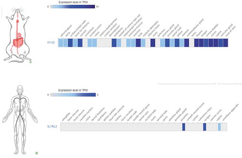 Figure 7. IL36R is differentially expressed in mouse (female) and human (male). A subset of matched tissues* (non-privileged, gender-specific) were utilized to compare expression in both species.*heart, lymph node, bone, colon, lung, ovary/uterus/vagina (female only), penis (male only), pancreas, spleen, submandibular gland, tongue and zone of skin.