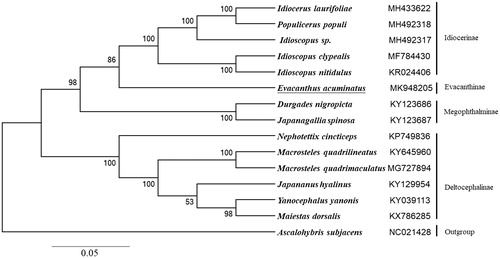 Figure 1. Phylogenetic tree showing the relationship between E. acuminatus and 13 other leafhoppers based on the neighbor-joining method. Ascalohybris subjacens was used as an outgroup. Leafhopper determined in this study was underlined. GenBank accession numbers of each species were listed in the tree.