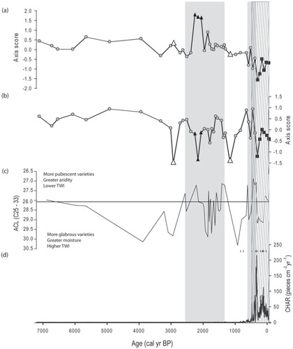 FIGURE 4. Changes over time in (a) axis 1, and (b) axis 2 of a non-metric multidimensional scaling (NMS) ordination of pollen/spore assemblages from Wai'ānapanapa, which sit at the modern mean trade-wind inversion (TWI) on windward Haleakalā, Maui. In graphs a-b, the species composition group to which each sample is assigned is shown; gray circles = cluster group 1, white triangles = cluster group 2, black triangles = cluster group 3, and black squares = cluster group 4 (see Fig. 5, part d). (c) Average chain length (ACL) from leaf waxes over time from Wai'ānapanapa. A horizontal line is drawn at the surface sediment sample with ACL = 28.07. Samples above this line (lower ACL) suggest more pubescent M. polymorpha and a drier site, with a lower-elevation TWI; samples below the line (higher ACL) suggest more glabrous M. polymorpha and a wetter site, with a higher-elevation TWI. Time periods with increased drought frequency are shown with a gray background, in regions of the ACL paleorecord with repeated samples of ACL lower than the modern surface sample, and (d) charcoal accumulation rates from Wai'ānapanapa, with samples interpolated to 2.5-year intervals. Fires that meet the 99.9% threshold are indicated with vertical lines. Time of decreased fire return interval is highlighted with a hachured background.