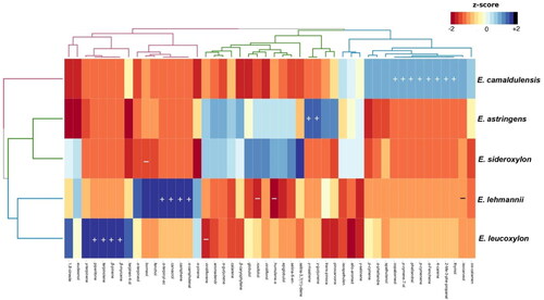 Figure 2. Heatmap clustering using Euclidean distance and unweighted group method, and distinctive chemical markers of leaf essential oils of Eucalyptus spp. (+): presence; (−) absence.