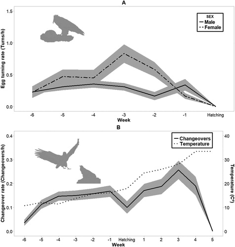 Figure 4. The mean rate of egg turning (A) and mean changeover rate (B) per week in relation to hatching date (week 0). Temperature is expressed in degrees Celsius. Shaded areas in both graphs represent ± se.