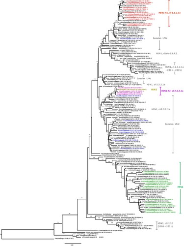 Figure 4. Phylogenetic relationship of PA genes of viruses isolated in Bangladeshi LPMs. For this, 1896 nt (from positions 85 nt through 1980 nt [positive sense]) were used. Viruses identified during the surveillance period are colour coded (red, H5N1-R1; purple, H5N1-R2; and yellow-green, H5N2; green, H9N2; and blue, LPAI [non-H9N2] viruses). •, HPAI H5N1 viruses isolated from humans in Bangladesh. ♦, Eurasian LPAI viruses isolated from Tanguar haor in 2015. Tree is rooted to the PA sequence of A/equine/Prague/1/1956(H7N7). Bootstrap values ≥ 70% are indicated on branches.