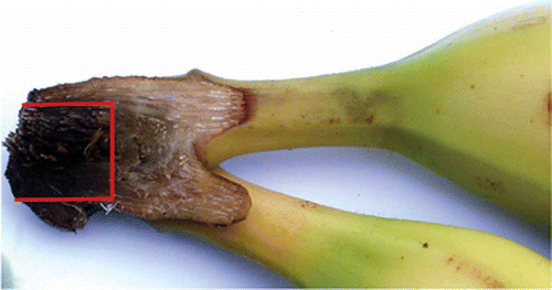 Fig. 1. Clusters of bananas divided into two parts through the transverse cutting of the crown for the visualization of internal crown rot symptoms that was adjusted to a rectangular shape for measurements of the necrotic surface.