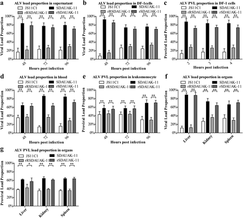 Fig. 3 Effects of mutations in the pol gene on the competition advantage both in vitro and in vivoa Viral load proportion (VLP) for rSDAUAK-11, rRSDAUAK-11, SDAUAK-11 (wild strain), and JS11C1 (wild strain) in DF-1 cells (106 cells) treated simultaneously with these viruses (five million copies and five million copies) or culture supernatant at 48, 72 and 96 HPI, and the VLP of each sample harvested at different intervals was calculated as VLP (JS11C1) = VL (JS11C1)/[VL (SDAUAK-11) + VL (JS11C1)]. Primers rR-F and rR-R were used to quantify the viral load of JS11C1, and primers r-F and r-R were used to quantify the total viral load of SDAUAK-11 and JS11C1. The same methods were used to analyze the rescued viruses and subsequent tests. b VLP for ALVs in DF-1 cells treated simultaneously with two wild/rescued ALVs at 48, 72, and 96 HPI. c PVL proportion for ALVs in DF-1 cells treated simultaneously with two wild/rescued ALVs at 48, 72, and 96 HPI. d VLP for ALVs in the blood of SPF chicks treated simultaneously with two wild/rescued ALVs. € PVL for ALVs in leukomonocytes of SPF chicks treated simultaneously with two wild/rescued ALVs. f VLP for ALVs in liver, kidney and spleen of SPF chicks treated simultaneously with two wild/rescued ALVs. g PVL proportion for ALVs in liver, kidney and spleen of SPF chicks treated simultaneously with two wild/rescued ALVs. The standard deviations from independent experiments are shown. P value (*P < 0.05, **P < 0.01) determined by Duncan’s multiple-range test is shown