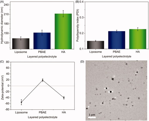 Figure 2. Preparation and characterization of DOX-loaded NPs. Hydrodynamic diameters (A), PDI (B), and charge reversal in zeta-potential (C) of DOX-loaded liposomes and DOX-loaded NPs. (D) TEM image of DOX-loaded NPs (scale bar: 1 μm).