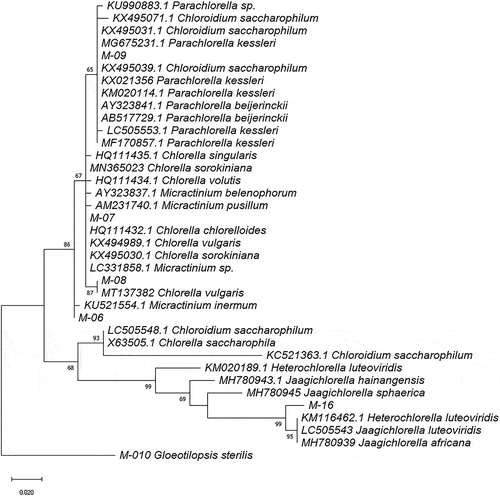 Figure 3. Phylogram constructed using 18SV4 rDNA sequences from Ecuadorian strains and similar sequences in the GenBank database belonging to the Trebouxiophyceae class. The phylogram was constructed using the maximum-likelihood method with the Kimura 2-parameter model using a discrete Gamma distribution (+G). Numerical values at the nodes of the branches indicate bootstrap values above 50%