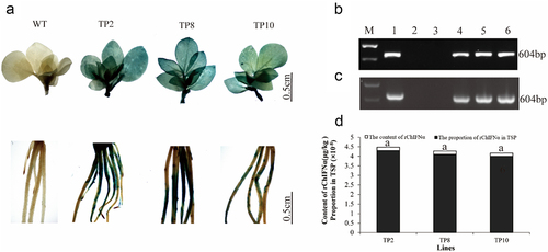 Figure 1. Identification of transgenic ChIfnα plants. (a) GUS staining of shoots and roots for wild type and transformed plant (WT: wild type; TP2, TP8, and TP10: different independent transgenic plants); (b) PCR analysis of TP in genomic DNA (M: DL2000 Marker; 1: SFRLH plasmid carrying ChIfnα gene; 2: H2O; 3: Wild type (WT); 4–6: Different transformed lines containing ChIfnα gene); (c) PCR analysis of TP in genomic cDNA (RT-PCR); (d) ELISA detection of transgenes. Statistical analysis was conducted with software SPSS.     