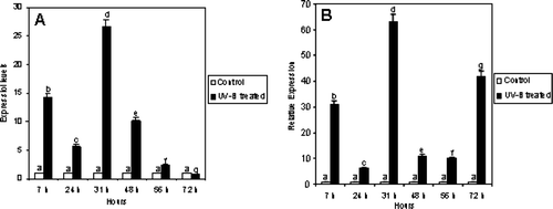 Figure 8.  A) Expression levels of PAL obtained with a semi-quantitative method (primer dropping). The ratio between each sample and the corresponding reference gene (NS) value has been calculated and results normalized to the control. B) Relative expression of PAL by quantitative Real-Time PCR. Values were calculated according to Pfaffl (Citation2001). C. sativus β-actin was used as internal standard. Hours reported on the graph are counted starting from the first UV-B treatment.