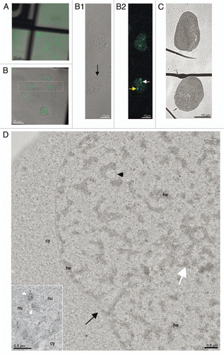 Figure 2 CLEM of high pressure frozen and cryosubstituted cells (the images of the same cell are also shown in Fig. 3; however, Fig. 3 encompasses different thin sections and documents images of a different “PcG body” in this same cell). U-2 OS BMI1-GFP cells grown on the sapphire discs were clamped in the live cell carrier with the finder grid and imaged face down. After live cell imaging the cells were high-pressure frozen, cryosubstituted and immunolabeled with anti-BMI1 antibody. In fluorescence and EM images in Figures 2 and 3, the white and yellow arrows point to a nuclear region/domain corresponding to the two GFP “PcG bodies”. Invaginations of the nuclear envelope are designated by black arrows and arrowheads. (A) An overview image (merge of fluorescence and phase contrast) to determine the quadrant of interest on the finder grid, (B) higher magnification of the quadrant with the cells of interest delineated in the rectangle. (B1) Phase contrast and (B2) maximum intensity projection of fluorescence of the cells from the rectangle. (C) The same two thin sectioned cells seen in the electron microscope. Some of the serial thin sections we also processed for on-section fluorescence immunocytochemistry (see inserts in Fig. 3B and C as well as Sup. Figs. 3–5 in the Sup. Material). (D) Anti-BMI1 immunogold labeling on ultrathin sections (15 nm gold particles). The electron-dense heterochromatin structures (he) are specifically enriched in the BMI1 immunogold label while the cytoplasm (cy) rich in ribosomes is devoid of the label. The nucleolus (nu) in the insert of Figure 2D shows two BMI1 labeled intranucleolar heterochromatin clumps (white arrowheads). The white arrow points to a nuclear region/domain that correlates with (a section of) the “PcG body” fluorescence seen in Figure 2B2, with the local accumulation of heterochromatin structures in this domain.