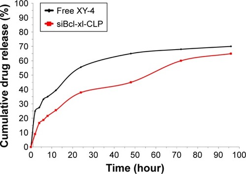 Figure 4 In vitro drug release behaviors of XY-4/Bcl-xl siRNA co-loaded cationic liposomes (siBcl-xl-CLP).