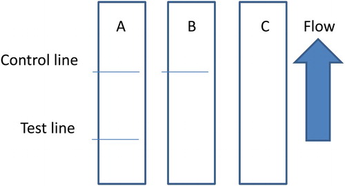 Figure 3. Illustration of typical strip test results. If the sample is negative (A), a positive result could be indicated only if the control line appears (B), and if the control and test line does not appears (invalid) (C).