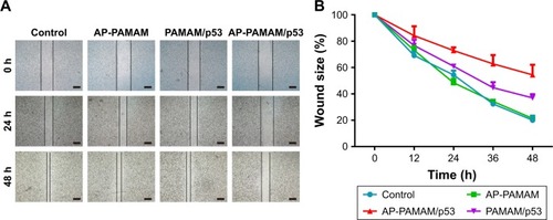 Figure 9 Wound healing assay of HeLa cells after p53 transfection for different time (A) and the quantitative analysis of wound size (B).Note: The scale bar is 400 μm.Abbreviations: AP-PAMAM, 2-amino-6-chloropurine-modified PAMAM; PAMAM, polyamidoamine.