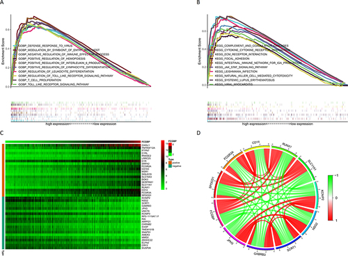 Figure 9 (A) Top 10 GO annotation function enriched by CGGA sample genes in FCGBP upregulation group; (B) Top 10 KEGG pathway enriched by CGGA sample genes in FCGBP upregulation group; (C) Heat map of the top 20 most significantly positively and negatively correlated genes with FCGBP; (D) Correlation circles of the top 5 genes with the most significant positive and negative correlations with FCGBP.